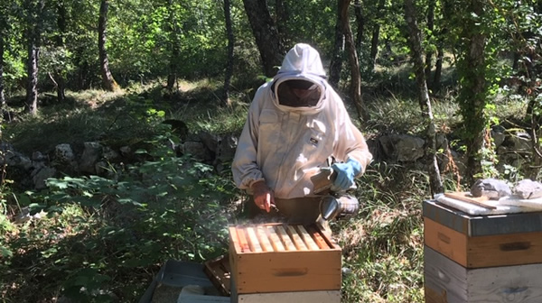 apiculteur de miel bio